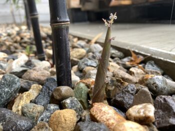 大きくなあれ