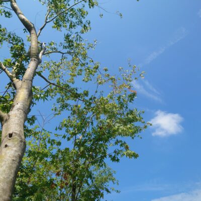 本格的な夏の到来