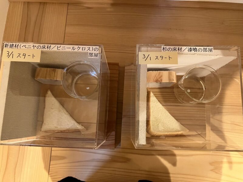 食パンの実験観察日記 part 2 🍞🍞