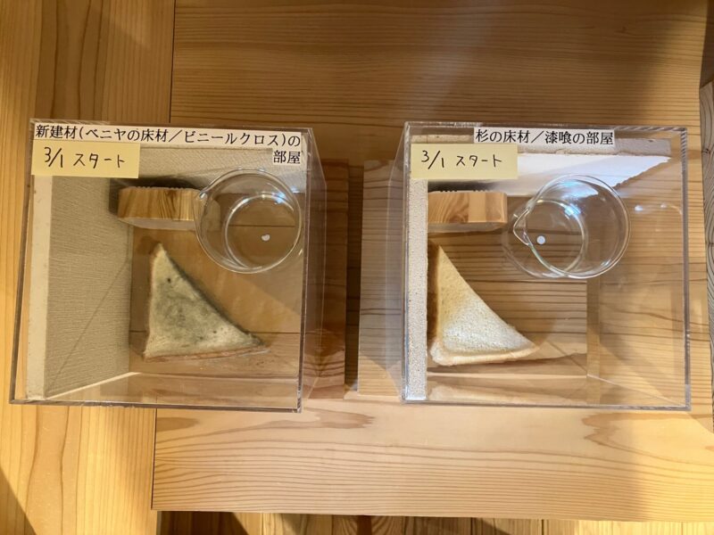 食パンの実験観察日記 part 3 🍞🍞🍞