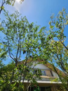 🌳春日井の家🌳ジューンベリー編🍇