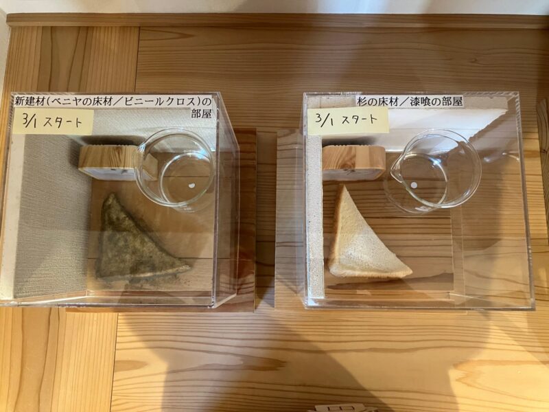 食パンの実験観察日記 最終回 🍞