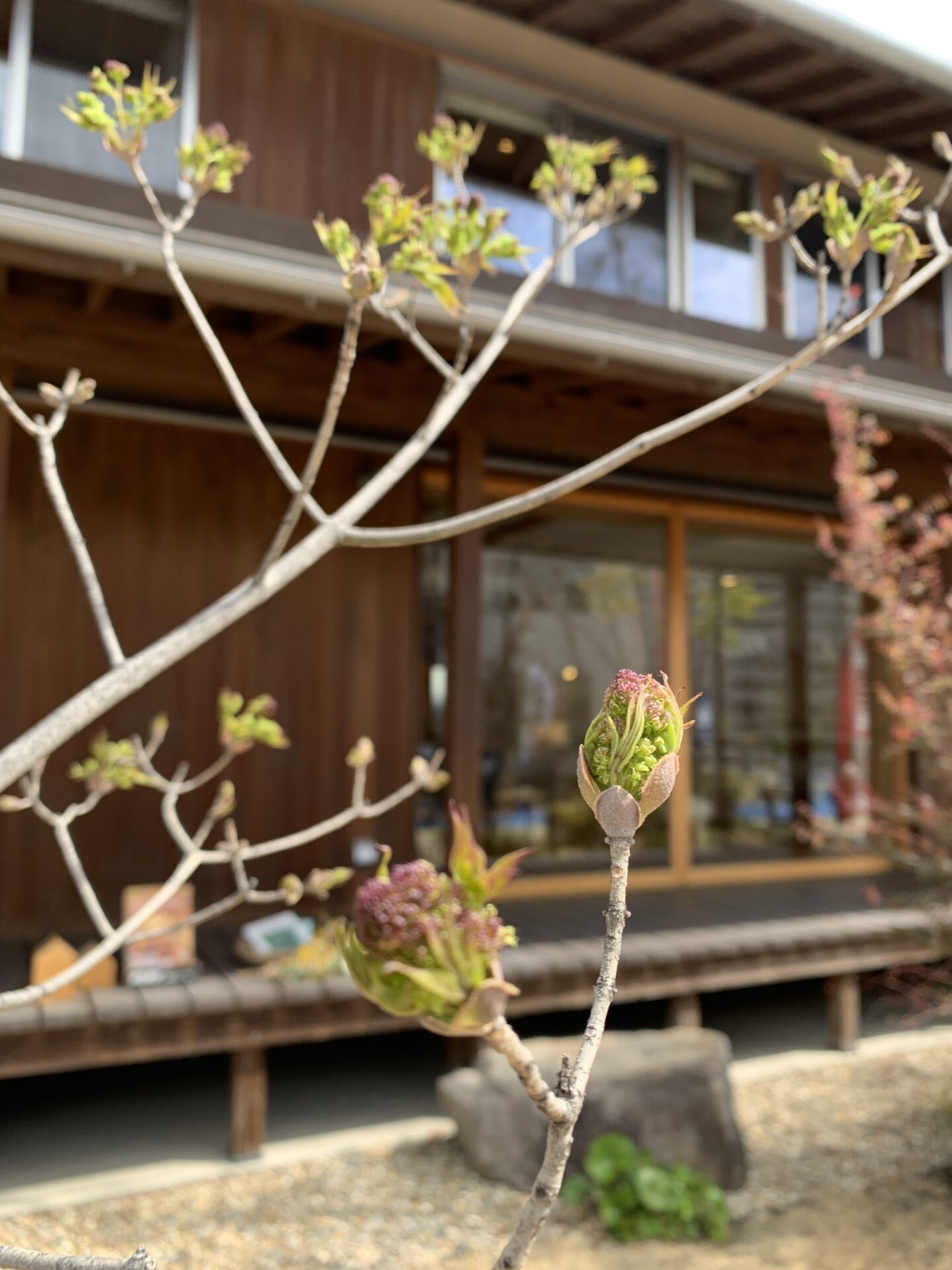 「神宮の家」の春 2026🌸