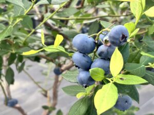 Berry Good