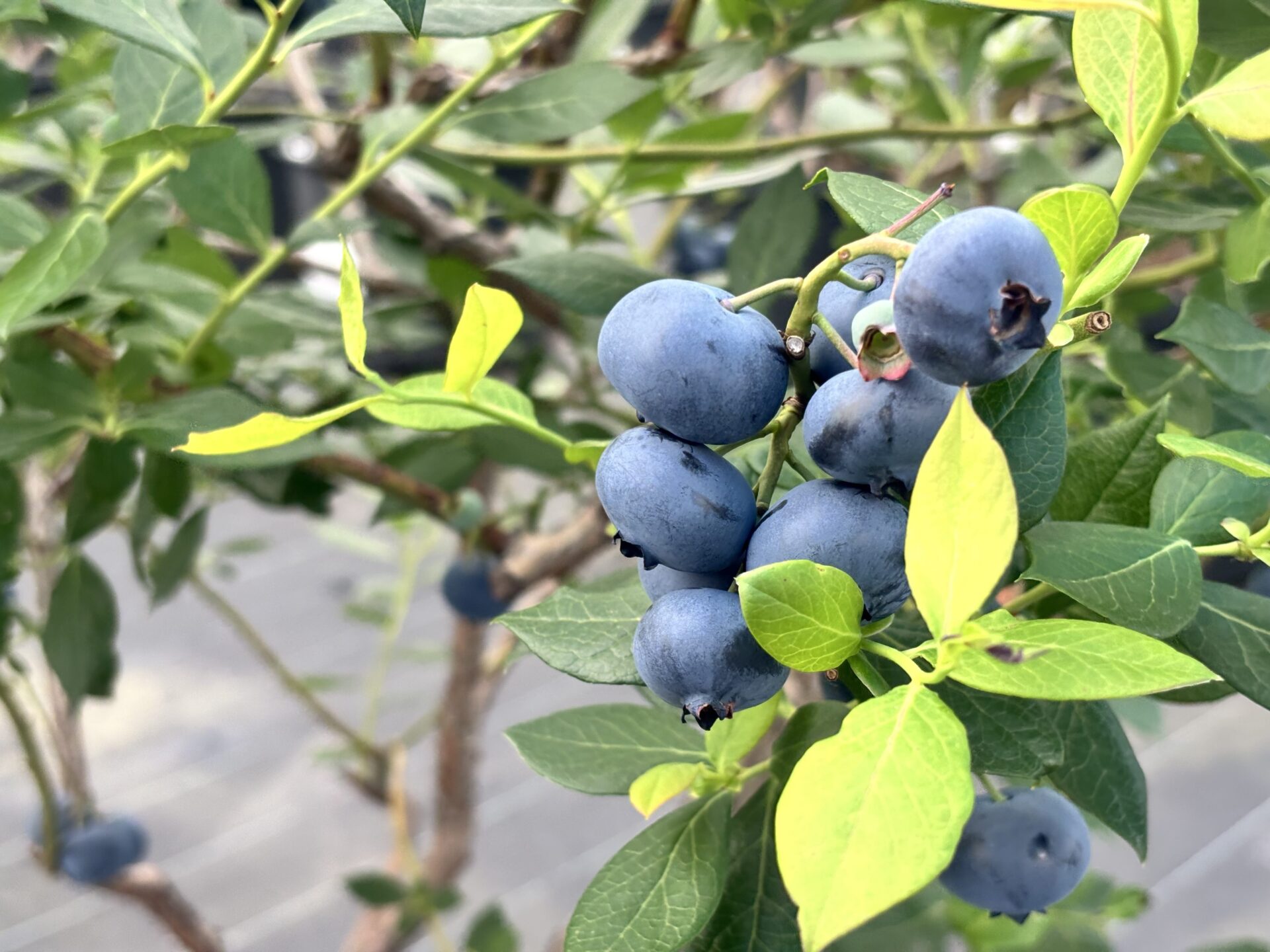 Berry Good